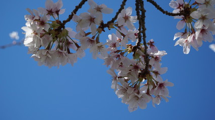 flowers of cherry tree in spring