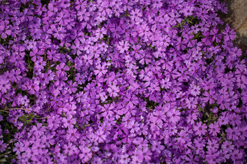 sping purple phlox us botanic garden washington dc
