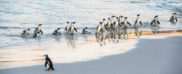 African penguins walk out of the ocean to the sandy beach. African penguin also known as the jackass penguin, black-footed penguin. Scientific name: Spheniscus demersus. Boulders colony. South Africa