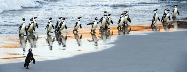 African penguins walk out of the ocean to the sandy beach. African penguin also known as the jackass penguin, black-footed penguin. Scientific name: Spheniscus demersus. Boulders colony. South Africa © Uryadnikov Sergey