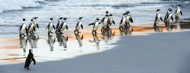Poster Afrikaanse pinguïns lopen de oceaan uit naar het zandstrand. Afrikaanse pinguïn ook bekend als de jackass pinguïn, zwartvoetpinguïn. Wetenschappelijke naam: Spheniscus demersus. Keien kolonie. Zuid-Afrika © Uryadnikov Sergey