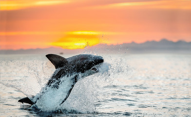 Fototapeta premium jumping Great White Shark. Red sky of sunrise. Great White Shark breaching in attack. Scientific name: Carcharodon carcharias. South Africa.