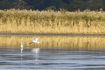  Great egret (Ardea alba) white herons in the wild. One bird is standing in calm reflecting sea water, another is flying. Sunny day, yellow autumn grass blurred background.