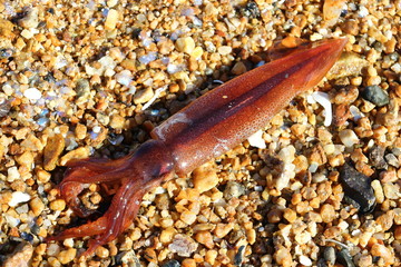 Squid Japanese flying squid (Pacific flying squid Todarodes pacificus) alive on sand in sunny day. Cephalopod in nature closeup.
