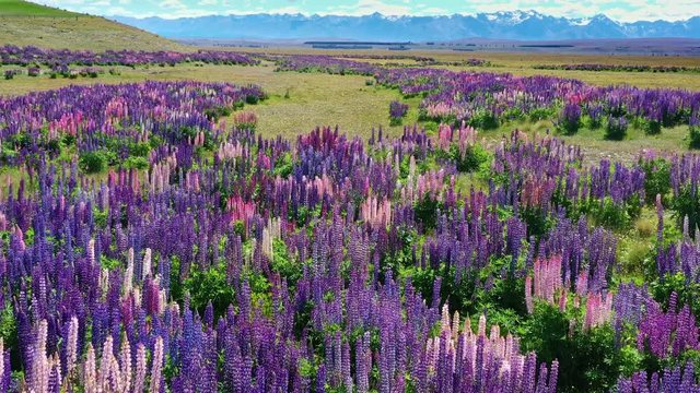 View of Tekapo area with blooming lupins, New Zealand