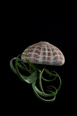 Isolate tillandsia in shell like jellyfish