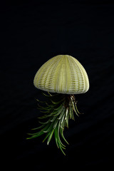 Isolate tillandsia in shell like jellyfish © NuttKomo