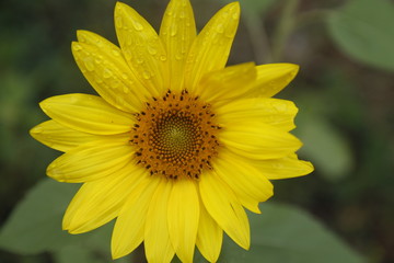 Sunflower Collection