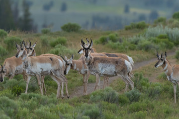 Small Herd of Pronghorn Graze in Field
