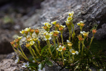 Alpine wild flower Saxifraga exarata (White Musky Saxifrage) at the end of flowering. Low perspective. Aosta valley, Italy