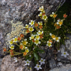 Alpine wild flower Saxifraga exarata (White Musky Saxifrage) at the end of flowering. Top view. Aosta valley, Italy
