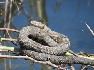 Sunning Watersnake