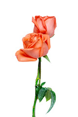 Orange colour of beautiful roses , Vertical view , Isolated on white background