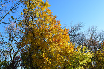 Fraxinus excelsior with the turned yellow leaves
