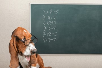Math dog crazy glasses academic animal blackboard