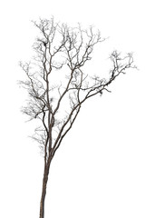 Fototapeta na wymiar dead tree isolated on white background