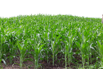 maize field isolated on white background