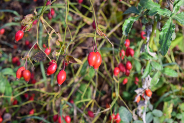 rosehip berries on the bush