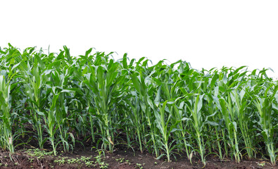 maize field isolated on white background