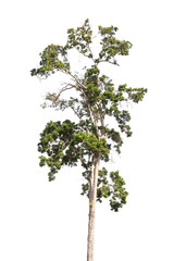Obraz premium Isolated tree on white background
