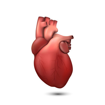 Vector 3d Realistic Health Heart Model Icon Closeup Isolated on White Background. Design Template of Human Organ Anatomy, Medical Concept. Front View