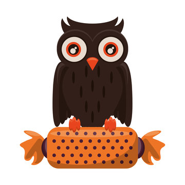 halloween sweet candy with owl bird