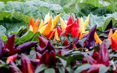 Various hot peppers viewed from the side