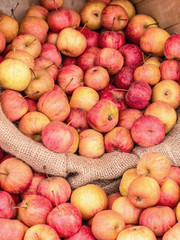 Fall harvest of apples