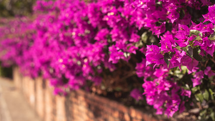 Obraz premium purple bougainvillea flowers