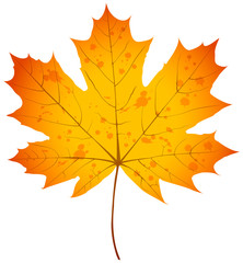 Maple Leaf. Realistic vector illustration isolated on white background.