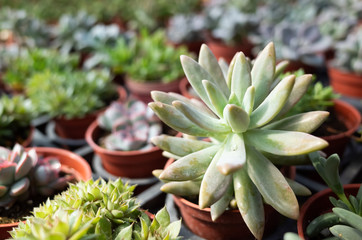 fresh cactus in the flower pot