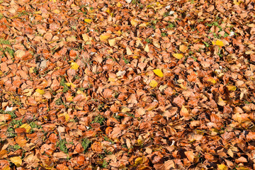 Textural background from fallen leaves of a poplar. An autumn carpet from foliage. the turned yellow autumn dry leaves of a poplar.