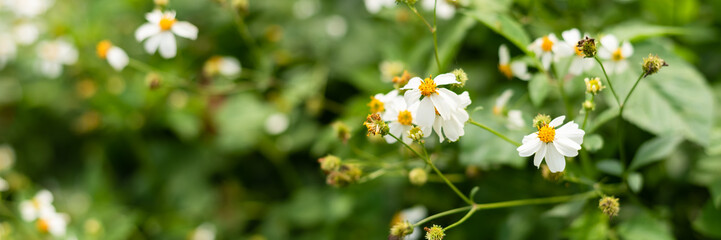 landscape of small white flower background