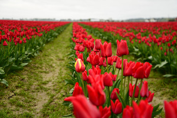 field of red tulips