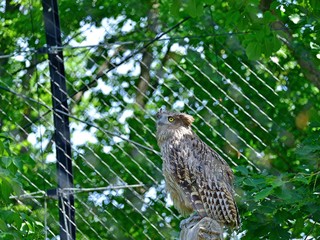 のんびりとくつろぐシマフクロウ