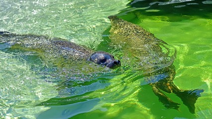 ユーモラスな表情が可愛いゴマフアザラシ © Scott Mirror