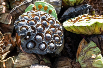 dry seed pod of lotus