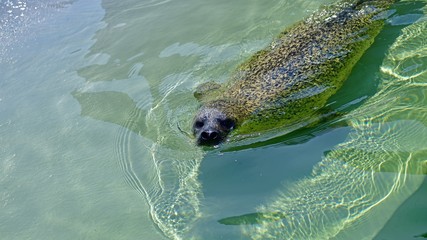 ユーモラスな表情が可愛いゴマフアザラシ © Scott Mirror