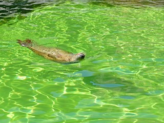 Obraz premium ユーモラスな表情が可愛いゴマフアザラシ