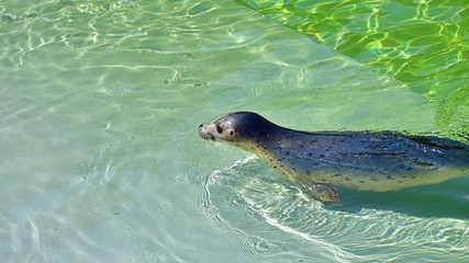 ユーモラスな表情が可愛いゴマフアザラシ © Scott Mirror