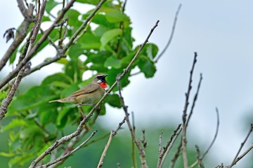 新緑の若葉をバックに元気にさえずるノゴマオス