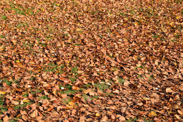 Textural background from fallen leaves of a poplar. An autumn ca