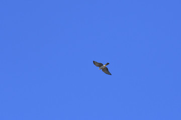 Brown Sparrowhawk flying overhead