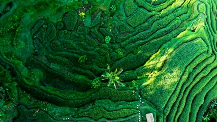 The sun rises over the green fields rice terraces of the Tegalalang in the heart of Bali, Indonesia. Aerial drone view