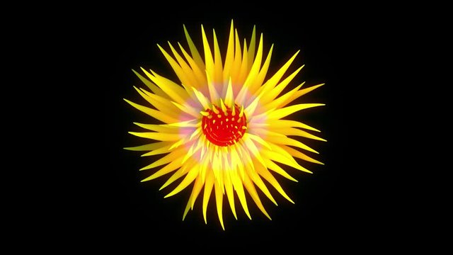 Blooming flower with petals moving gracefully in wind. Yellow colors isolated on black background . 3d animation