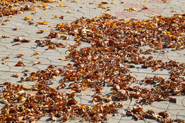 The leaves are yellow on the ground. Autumn leaf fall