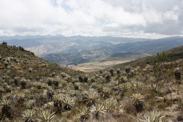 Sumapaz Paramo's landscape near Bogotá. Colombia, with endemic plant 