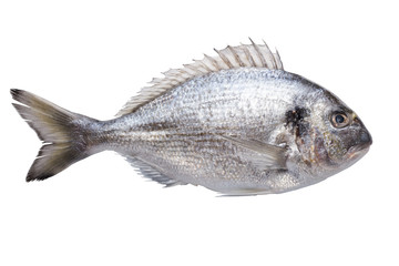 sea bream gilt-head isolated on white