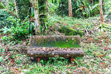old bench in nature