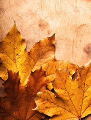 Autumn Leaves over wooden background